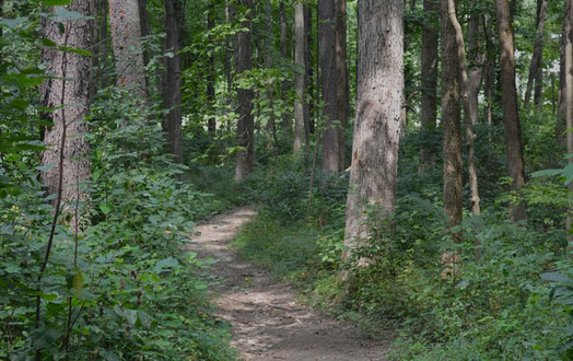 miles of wooded trails